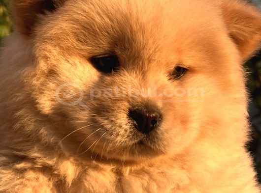 ORİJİNAL IRK CHOW CHOW YAVRULARI