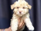 Safkan Maltipoo Teddy Face Yavrumuz