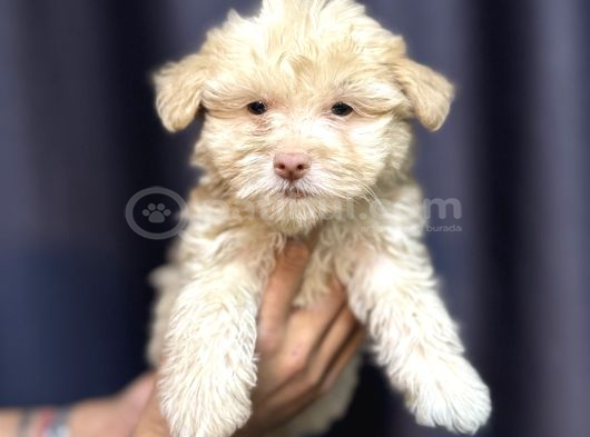 Safkan Maltipoo Teddy Face Yavrumuz görsel
