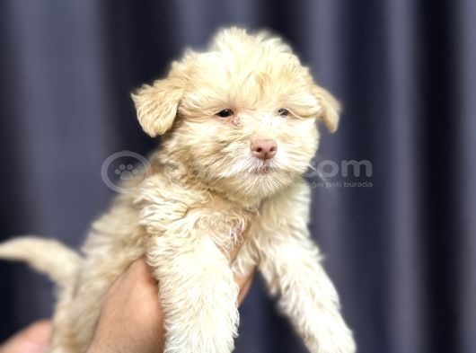 Safkan Maltipoo Teddy Face Yavrumuz