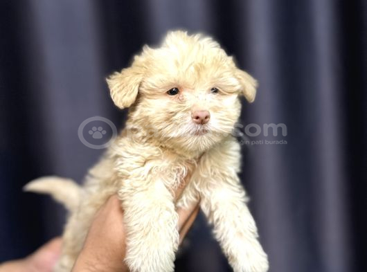 Safkan Maltipoo Teddy Face Yavrumuz görsel