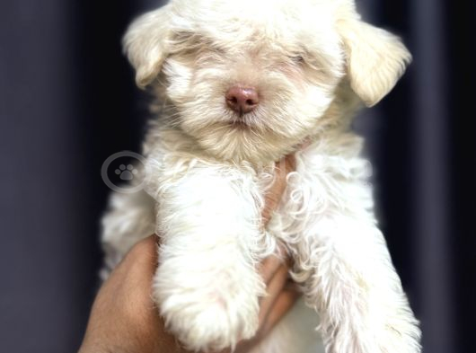Maltese terrier yavru