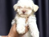 Maltese Terrier Yavru