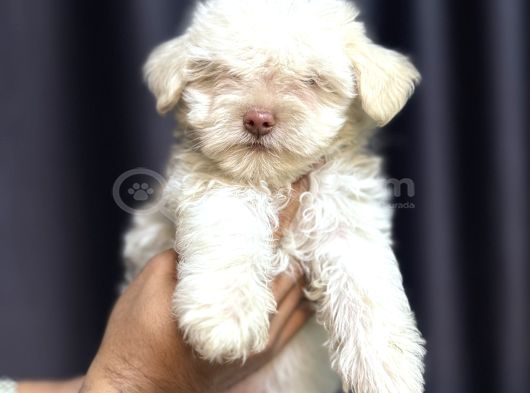 Maltese Terrier Yavru görsel