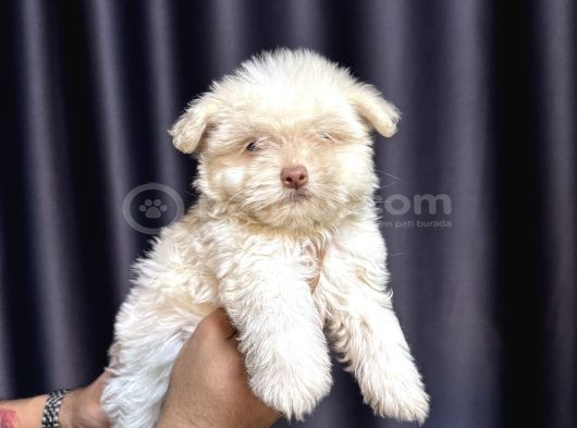 Maltese Terrier Yavru görsel