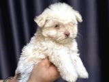 Maltese Terrier Yavru