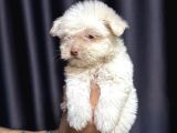Maltese Terrier Yavru