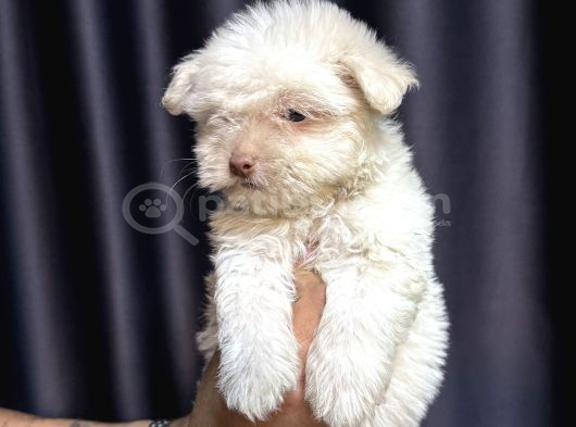 Maltese Terrier Yavru görsel