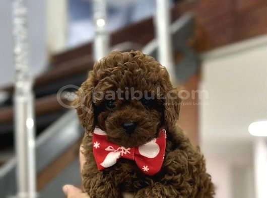 Show Kalite Toy Poodle Yarulari görsel