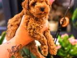 Red Brown Ve Apricot Toy Poodle Yavrular