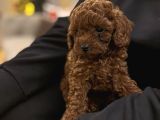 Red Brown ve Apricot Toy Poodle Yavrular
