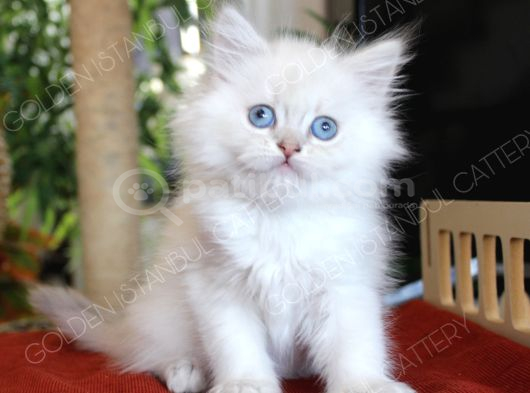 Mavi Gözlü British Longhair Erkek Yavru görsel