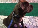 Temel Eğitimli Blue Cane Corso