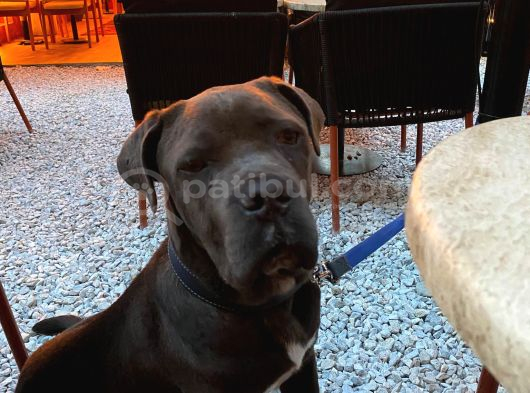 Temel eğitimli blue cane corso
