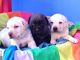 Safkan Labrador Yavrulari