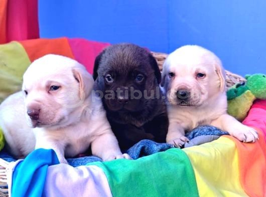 Safkan Labrador Yavrulari görsel