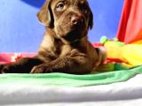 SAFKAN LABRADOR YAVRULARI