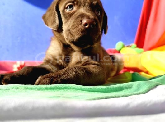 SAFKAN LABRADOR YAVRULARI