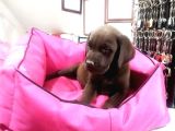 Safkan Labrador Yavrulari