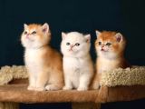 British Shorthair Ve Longhair Golden Bebekler