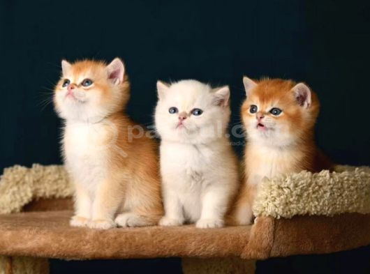 British Shorthair Ve Longhair Golden Bebekler görsel