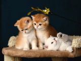 British Shorthair Ve Longhair Golden Bebekler