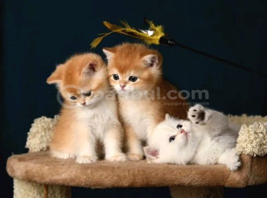 British Shorthair Ve Longhair Golden Bebekler görsel
