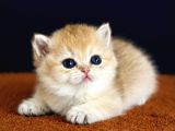 British Shorthair Ve Longhair Golden Yavrular