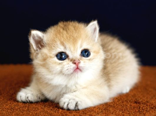 British Shorthair Ve Longhair Golden Yavrular görsel