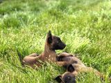 Efsane Belçika Malinois