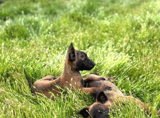Efsane Belçika Malinois görsel