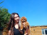 4 aylık Dişi Toy Poodle