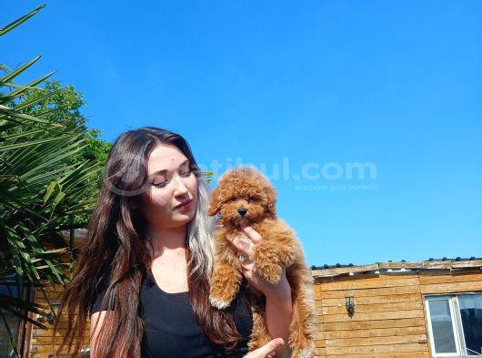 4 aylık Dişi Toy Poodle