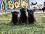 Efsane Belçika malinois