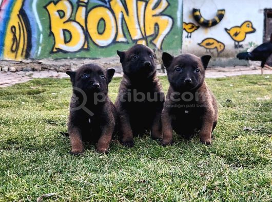 Efsane Belçika malinois