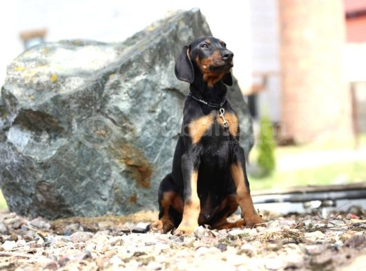 King boy ırkının en özel Doberman yavruları