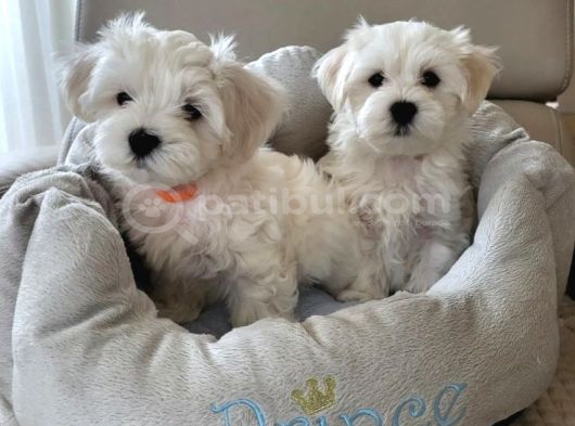 Matese terrier ırkının en özel yavruları