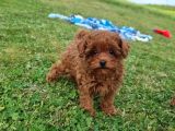 Toy poodle ırkının en güzeli mükemmel yavrular