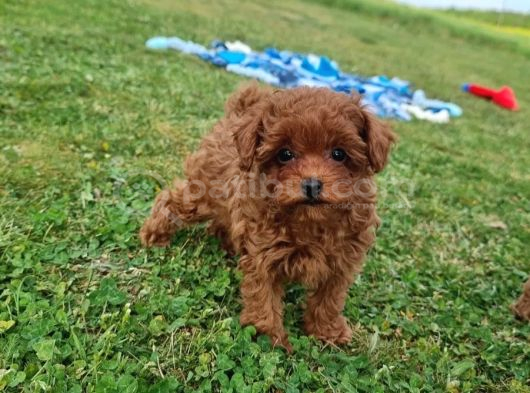 Toy poodle ırkının en güzeli mükemmel yavrular