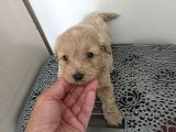 Çok Büyümeyen Minyatür Minnaklarım