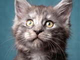 Saf Kan Mainecoon