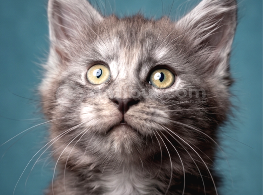 Saf Kan Mainecoon görsel