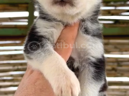A Kalite Safkan Husky Bebekler görsel