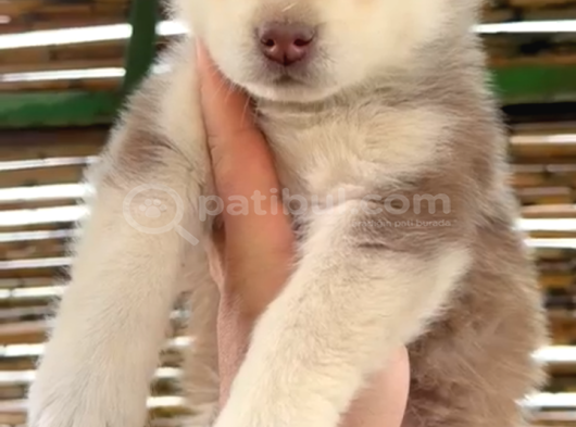 A Kalite Safkan Husky Bebekler görsel