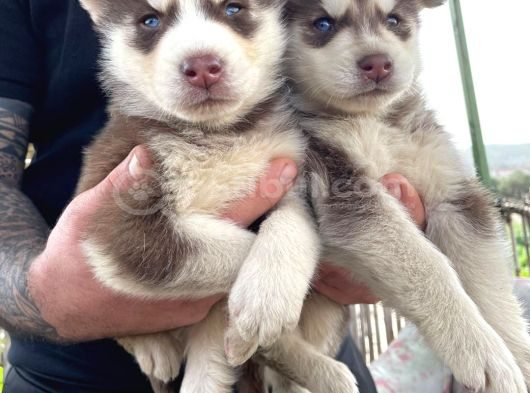 A Kalite Safkan Husky Bebekler görsel