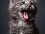 Saf Kan Mainecoon