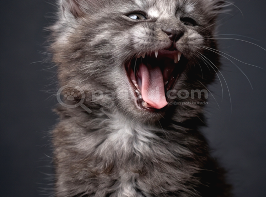 Saf Kan Mainecoon görsel