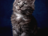 Saf Kan Mainecoon