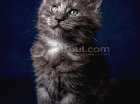 Saf Kan Mainecoon görsel