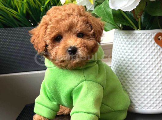 TOY POODLE SEVİMLİ YAVRULAR EV ÜRETİMİ